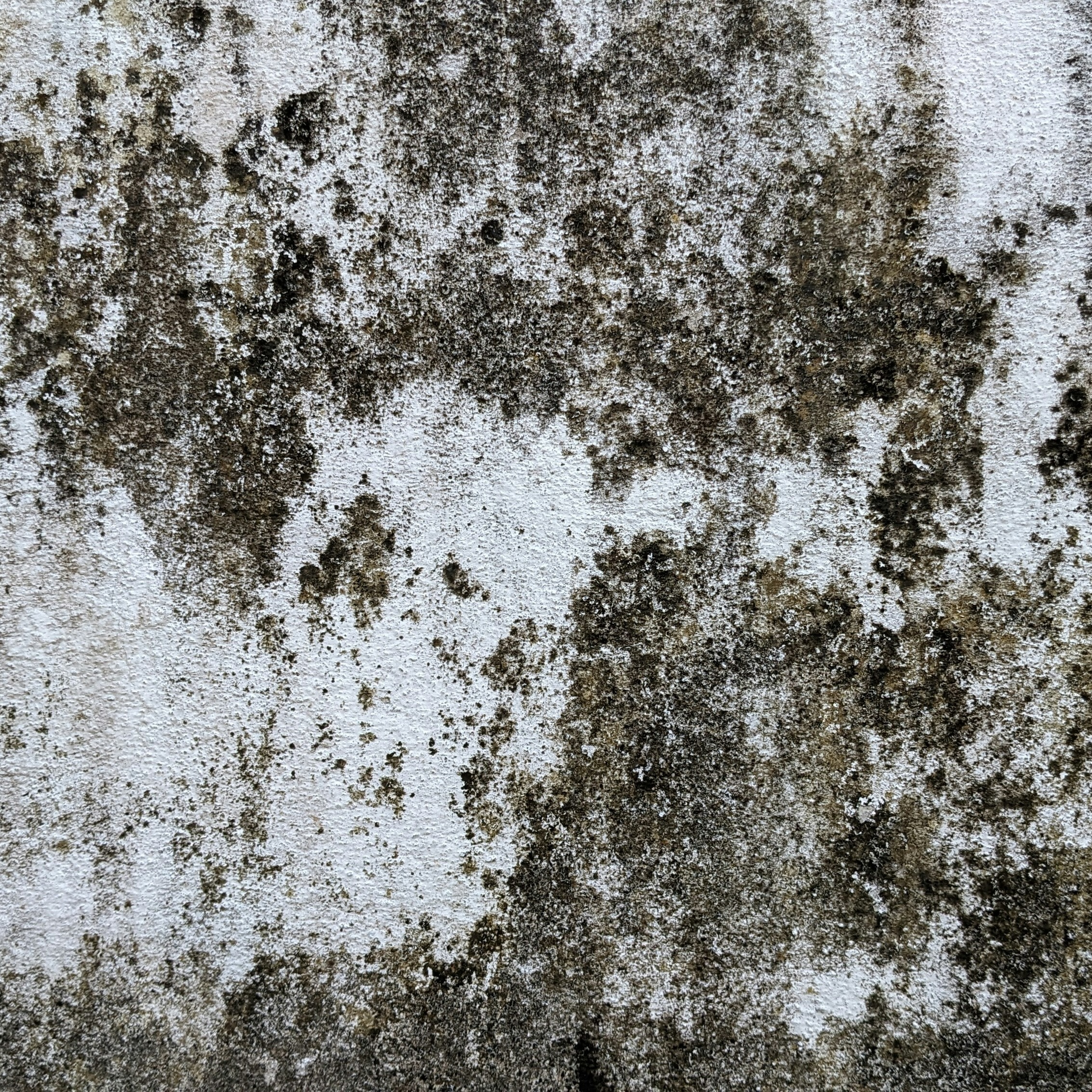 photo of mold on a wall